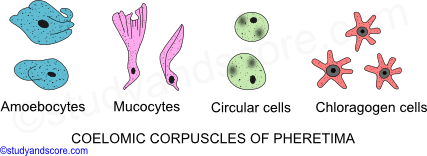 Earthworm body wall, Earthworm coelom, Earthworm locomotion, Earthworm digestive system, longitudinal muscles, coelomic fluid, circular muscles, segments
